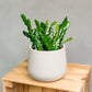 Epiphyllum anguliger - Fishbone Cactus