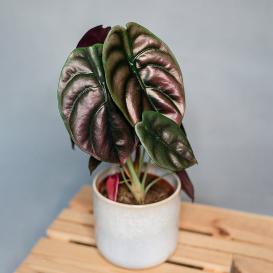 Alocasia cuprea  Red Secret