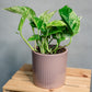 Epipremnum aureum Marble - Pothos Marble Queen