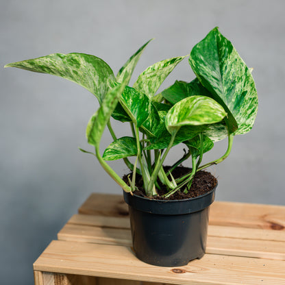 Epipremnum aureum Marble - Pothos Marble Queen