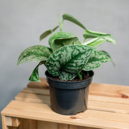 Scindapsus pictus - Satin Pothos