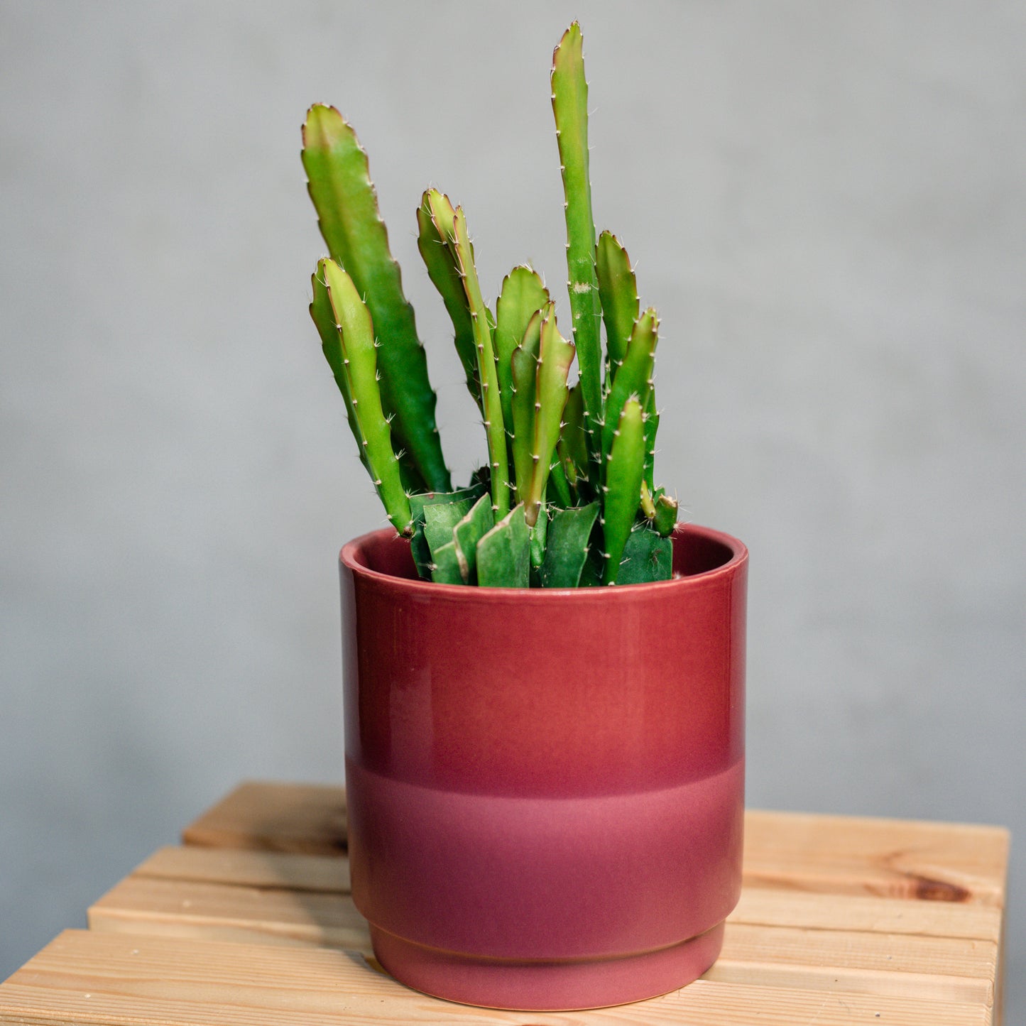 Epiphyllum - Red Tip Cactus