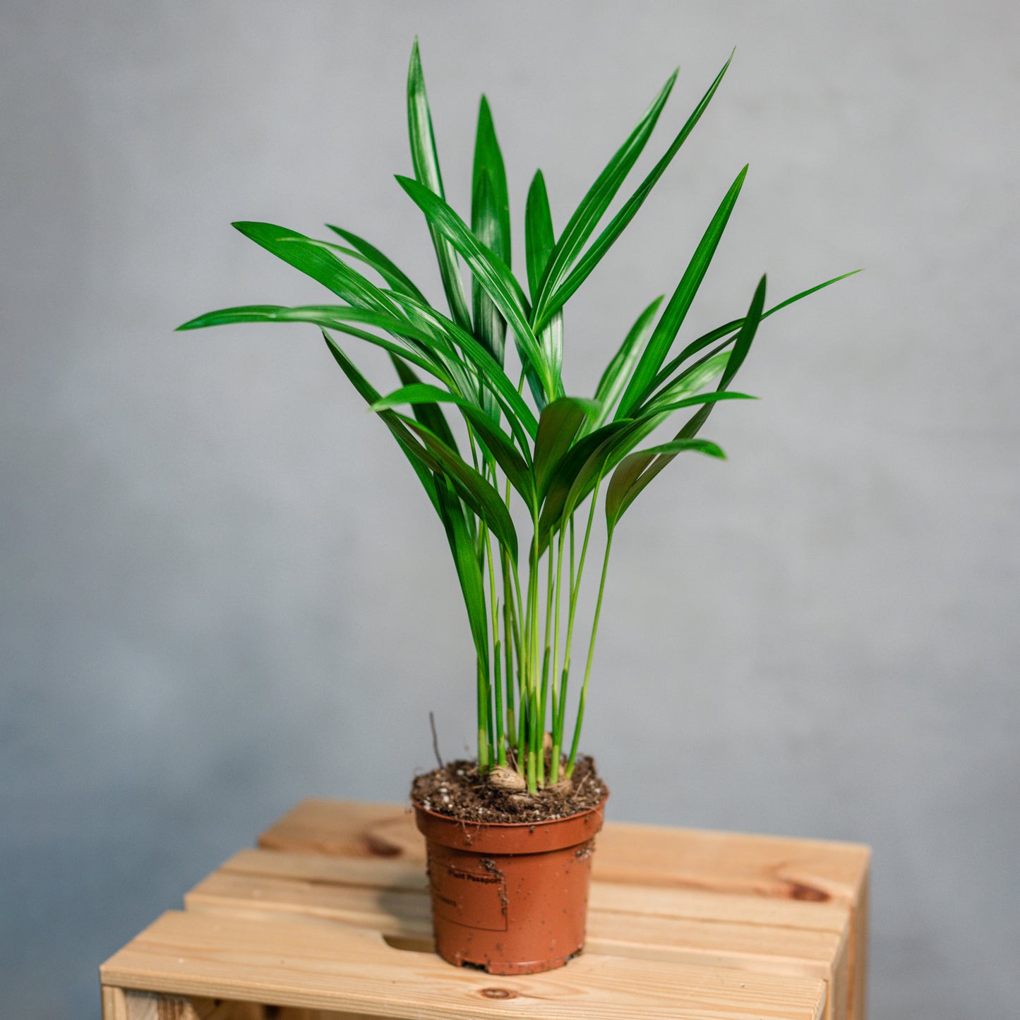 Dypsis lutercens - Areca Palm