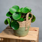 Pilea peperomioides - Chinese Money Plant