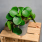 Pilea peperomioides - Chinese Money Plant