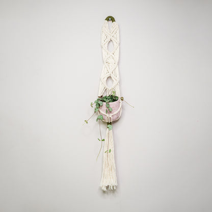 Ceropegia woodii - String of Hearts