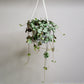 Ceropegia woodii - String of Hearts