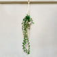 Hedera helix - Ivy