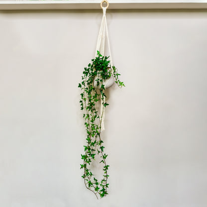 Hedera helix Shamrock - Ivy