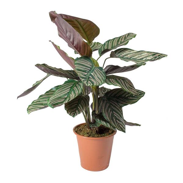 Calathea Ornata - Pin Stripe