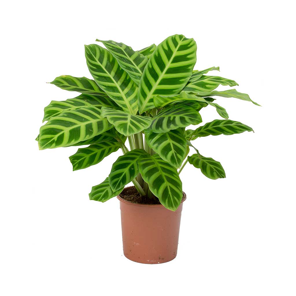 Calathea zebrina