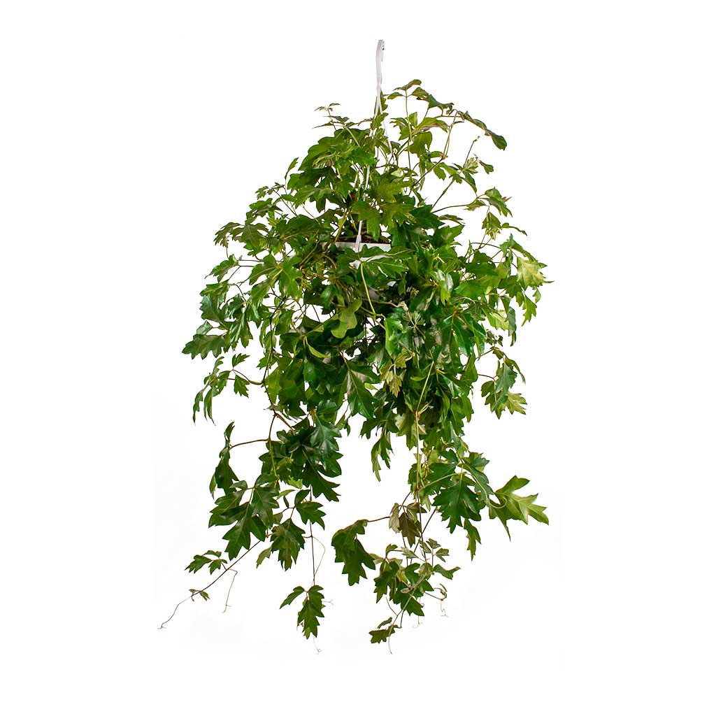 Cissus Rhombifolia 'Ellen Danica' - Grape Vine