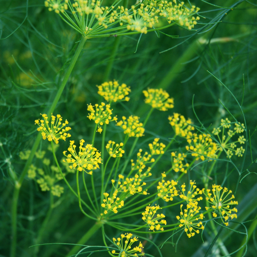 Ladybird's Shelter Herbs