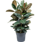 Ficus elastic Abidjan - Rubber Plant