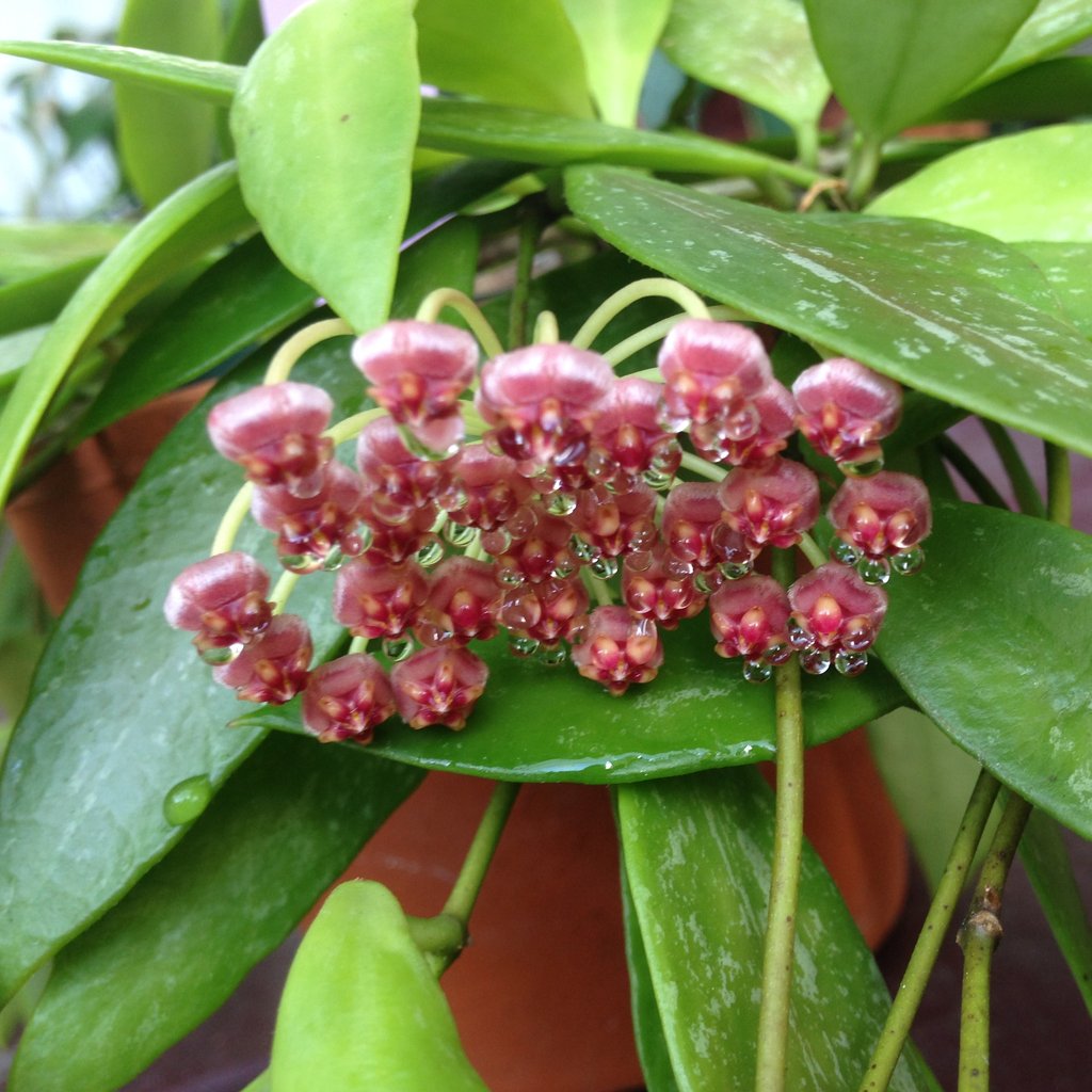 Hoya memoria gracilis - Wax Plant