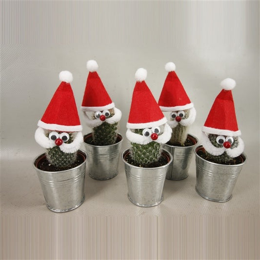 Cactus Santa in Zinc Pot 7.5cm