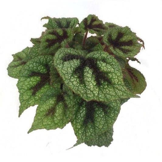 Begonia Rex Cross