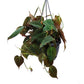Philodendron Micans - Velvet Leaf Philodendron