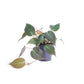 Philodendron Micans - Velvet Leaf Philodendron