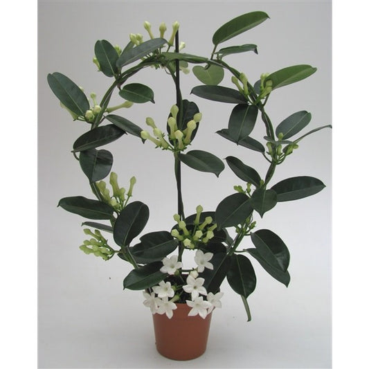 Stephanotis Fleur Parfum