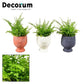 Nephrolepis exaltata - Boston Fern
