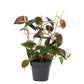 Philodendron Micans - Velvet Leaf Philodendron