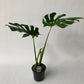 Monstera deliciosa - Swiss Cheese Plant