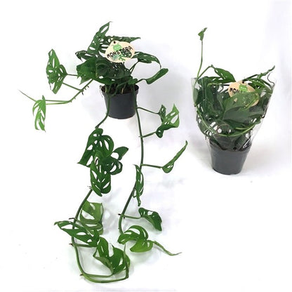 Monstera adansonii - Monkey leaf