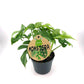 Rhaphidophora tetrasperma - Mini Monstera