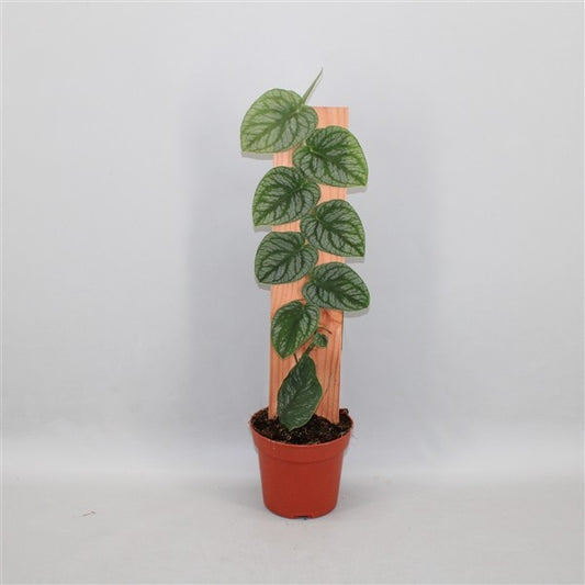 Monstera Dubia