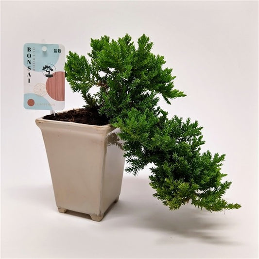 Bonsai Juniperus Cascade