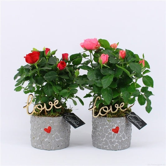 Compo Valentines - Potted Roses