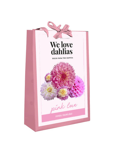 Dahlia Bulbs - Flower Bag Pink