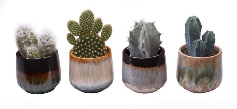 Mini Cactus in Ceramic Pot