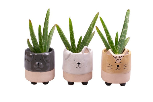Aloe Mini Pot Animals Ceramic