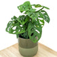 Monstera adansonii - Monkey leaf