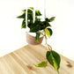 Philodendron Scandens Brasil - Heartleaf Philodendron