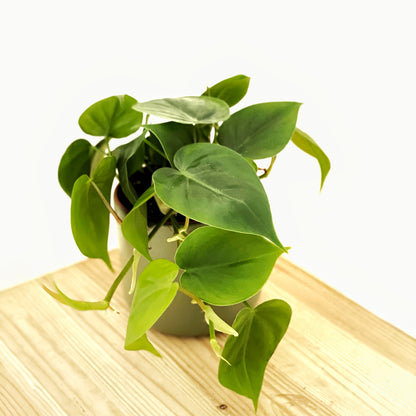 Philodendron Scandens - Heartleaf Philodendron