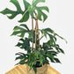 Rhaphidophora tetrasperma - Mini Monstera