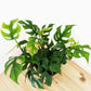 Rhaphidophora tetrasperma - Mini Monstera