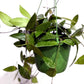 Hoya memoria gracilis - Wax Plant