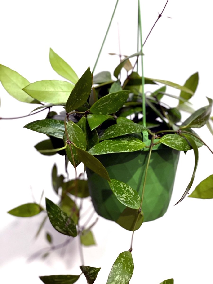 Hoya memoria gracilis - Wax Plant