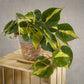 Philodendron Scandens Brasil - Heartleaf Philodendron