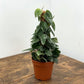 Scindapsus pictus - Satin Pothos