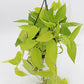 Philodendron Micans Lime- Velvet Leaf Philodendron Lime