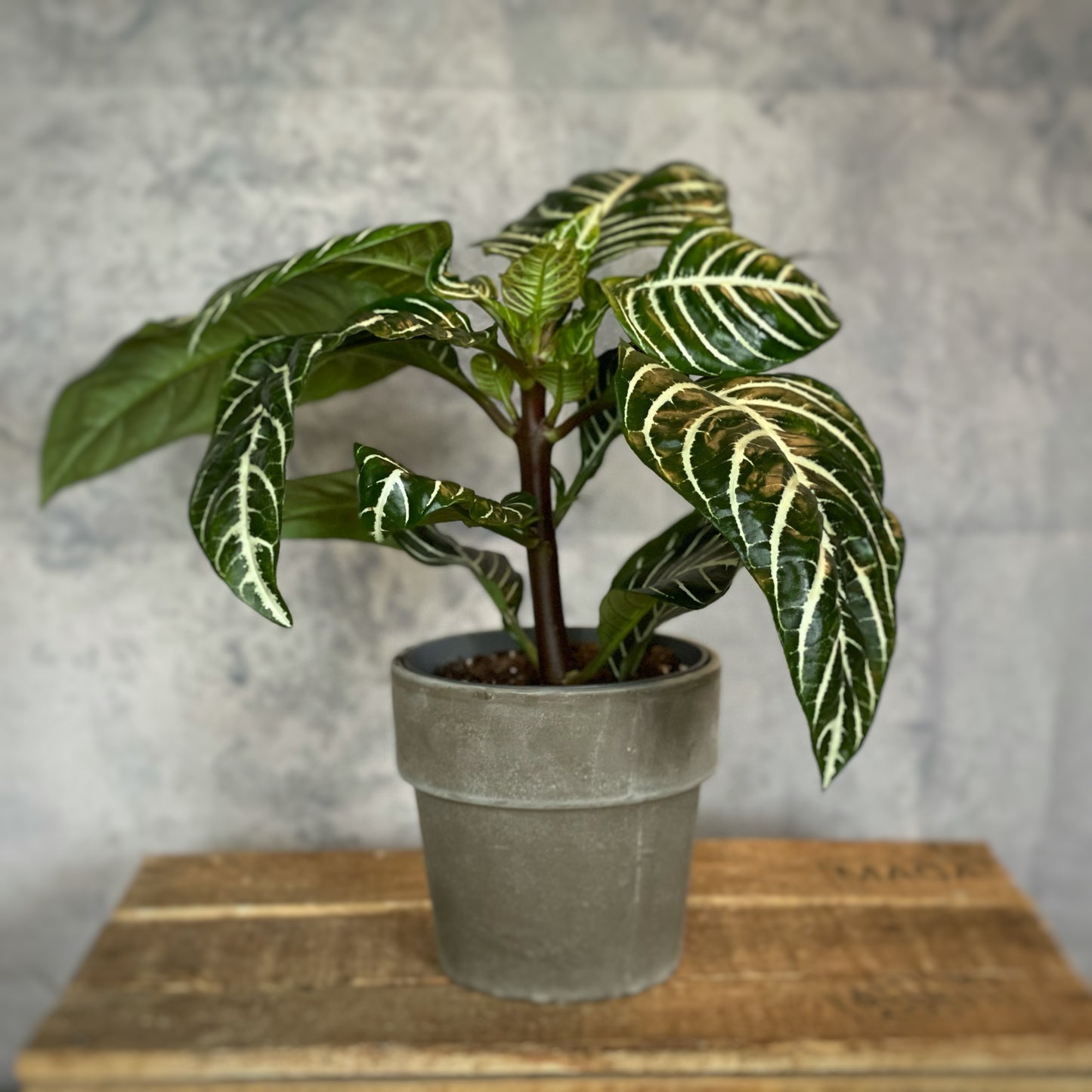 Botanica Aphelandra - Zebra Plant