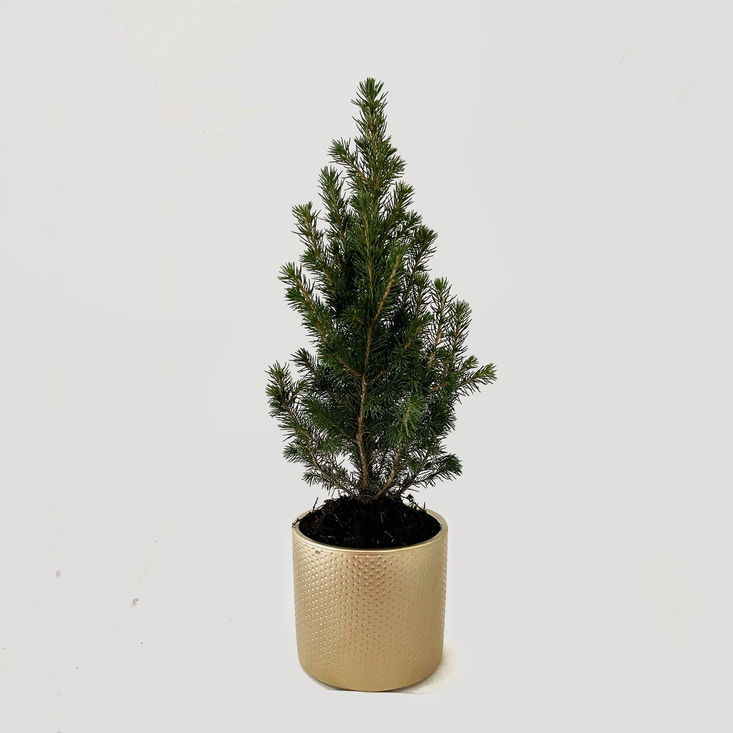 Picea glauca conica - Dwarf Alberta Spruce Tree