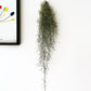 Air Plant Tillandsia - Spanish Moss