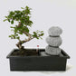 Bonsai - Ficus Mix with water feature