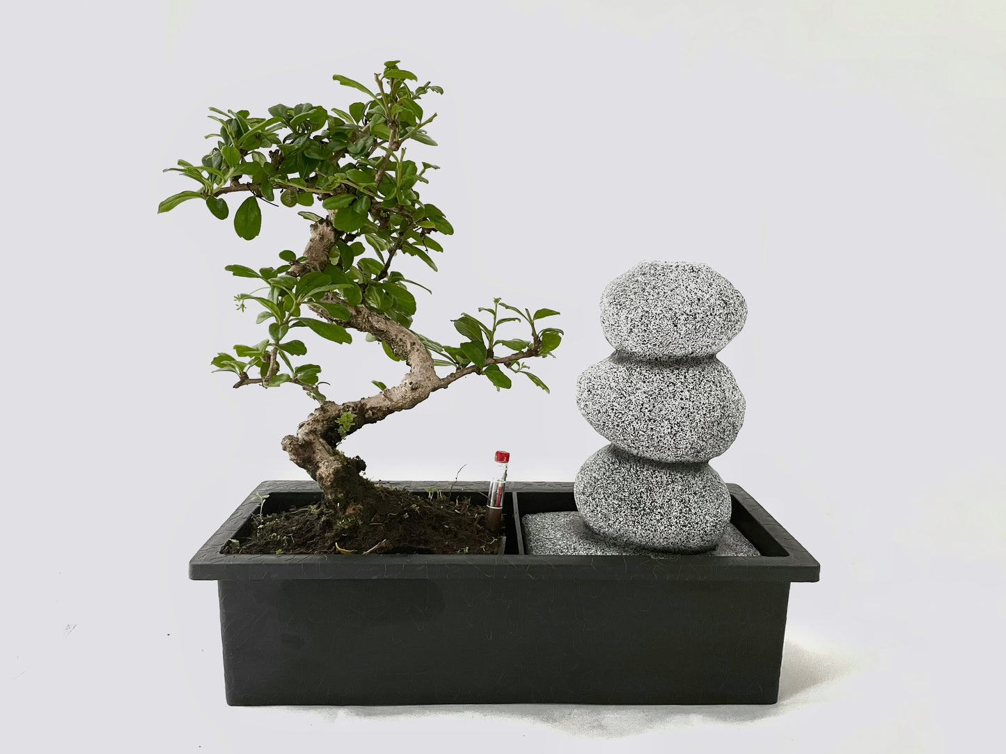 Bonsai - Ficus Mix with water feature